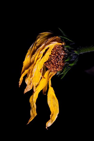 A photo of a flower. Green stalk with green fringe. The center is brown and filled with stuff like a wheat field. The petals are yellow. This flower is dying. Half the petals have fallen off and the ones that are left are dropping sadly, withered and starting to brown. Everything dies, but it will come back. 