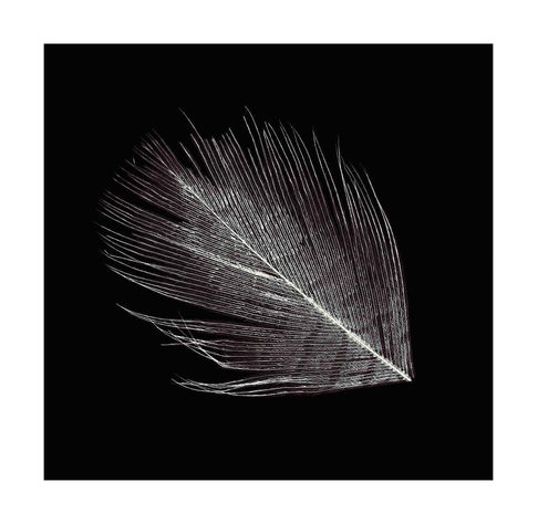 Photogram of a feather made with a scanner