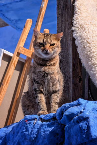 A close-up, sunlit photograph of a brown and black striped tabby cat sitting regally atop a bright, textured blue surface. The cat has a focused, slightly stern expression, looking directly at the camera. In the background, there is a wooden easel, a white canvas, a wooden post, and a piece of fluffy, cream-coloured material, all set against a vibrant blue sky. The strong sunlight casts sharp shadows, highlighting the cat's fur and the textures of the foreground elements.