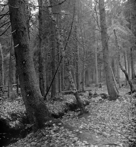 The black-and-white photo shows the textured trunks of the spruces. In the background, there is a dense spruce forest. In the foreground, there are fallen leaves. A stream can be seen on the left.