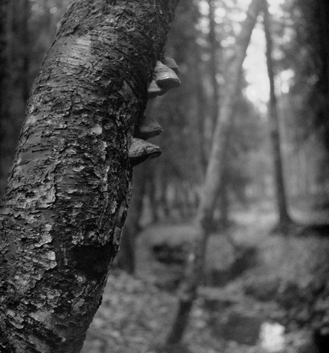 The foreground of the black-and-white photo shows a textured birch trunk with chaga growths. The background shows a forest.