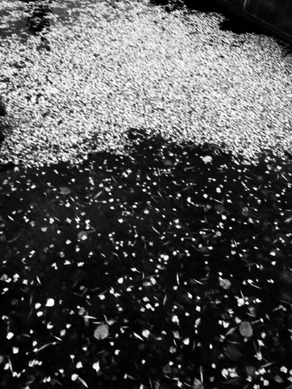 Gefallene Blätter in einem Teich