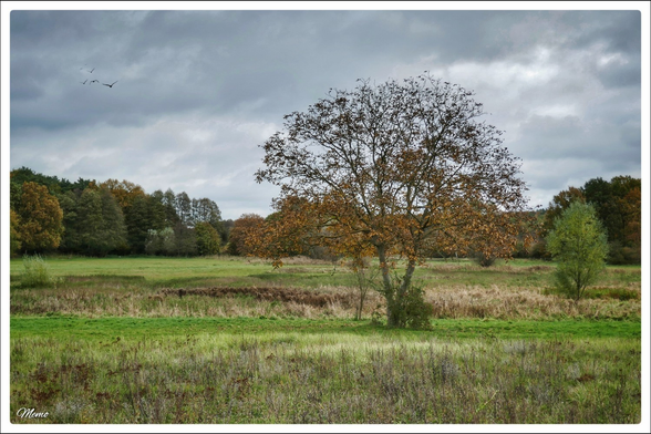 Bildbeschreibung: 
Eine große, mit Wildpflanzen bewachsene Brachfläche. Im Vordergrund ein Baum mit nur noch wenigen Blättern. Im Hintergrund ein Wald in Herbstfarben. Einige Möwen kämpfen gegen die Windböen.