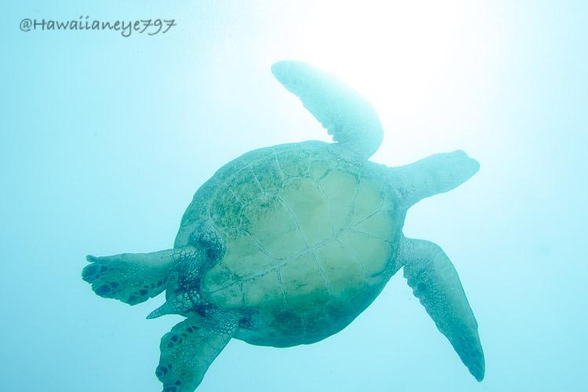 The underside of a sea turtle partly silhouetted against the sun as it hovers in the ocean. It has flattened broad fins and a rounded oval carapace.