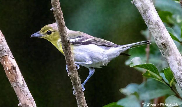 "A small bird which is a yellow-throated vireo, perches gracefully on a slender, upright tree branch, its posture alert yet serene. The bird’s head and throat shimmer with a golden-yellow hue, glowing like morning sunlight filtered through spring leaves. This vibrant color contrasts with its clean white belly, which curves softly beneath its compact frame. Its wings are a tapestry of dark olive and charcoal, streaked with delicate white bars that resemble brushstrokes on a canvas.

The bird’s beak is short, sharp, and slightly hooked—perfect for plucking insects mid-flight. Its bluish-gray legs and feet grip the bark with quiet strength, anchoring it in place as it surveys the green blur of forest behind. The background is softly out of focus, a wash of verdant foliage that frames the vireo like a jewel in a natural crown. Every feather is crisply defined, capturing the texture and layering that give the bird its subtle elegance.

The atmosphere is hushed, as if the forest paused to admire this moment. The image feels like a still breath in the wild—an intimate glimpse into the quiet dignity of a woodland sentinel." - Microsoft Copilot