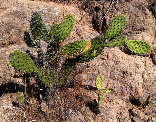 a photo of a set of nopales on rocks while I passed through a trail in an arid hill.