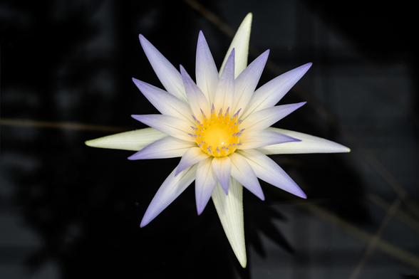 The image depicts a single water lily flower centered against a dark background. The flower has numerous pointed petals that radiate outward. The petals are pale purple at the tips, fading to white as they approach the center. The core of the flower is a vibrant yellow, resembling a starburst pattern with small stamens visible. The overall composition highlights the contrast between the flower's soft colors and the deep black background.