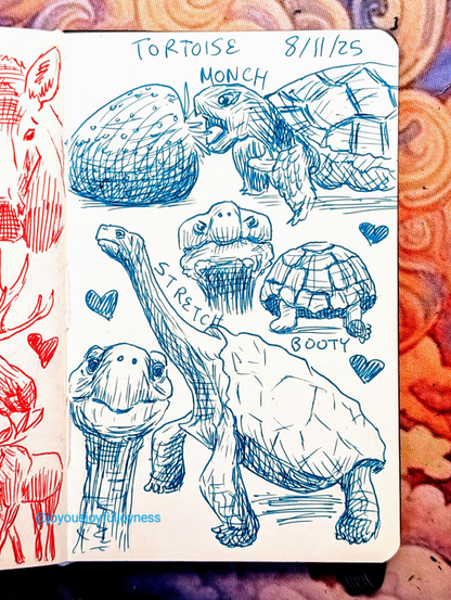 Sketchbook page of 5 drawings of Tortoises in blue pen. At the top of the page is the text Tortoise and 8/11/25. The top of the page is a Tortoise eating a large strawberry. Below is the face of a Tortoise and a Tortoise behind and the word Booty, and some hearts. To the bottom left is a smiling Tortoise face and to the right is a Tortoise with its neck stretched and the text Stretch.