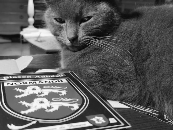 Chat observent le blason de la Normandie.