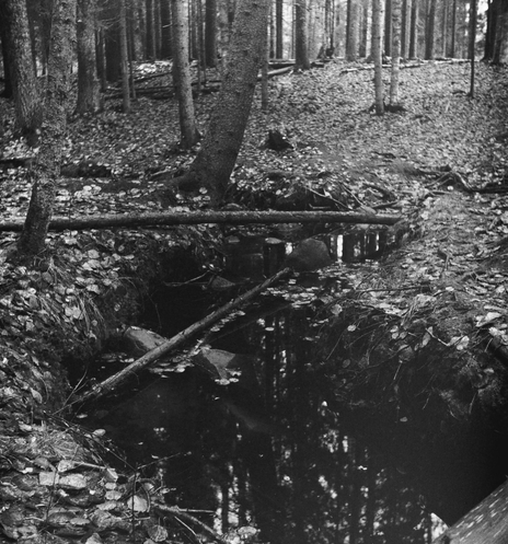A dark forest stream is visible in the black-and-white photo. The edges of the stream are lined with the trunks of growing fir trees and fallen leaves. There are also fallen tree trunks on and in the stream.