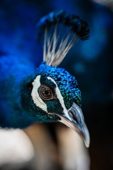 A close-up of a peacock's face