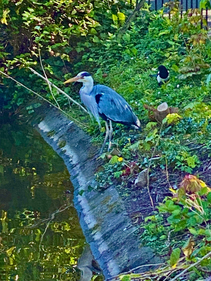 Alright, it's another Heron! They do take a nice picture for sure. #heron #blueheron #greatblueheron #bird #birds #birdsofmastodon #nature #natturephotography #photography #photo 