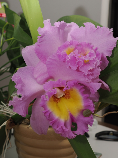 A picture of a large orchid that has pink petals and a yellow center. The orchid is placed in a pot and is placed indoor.