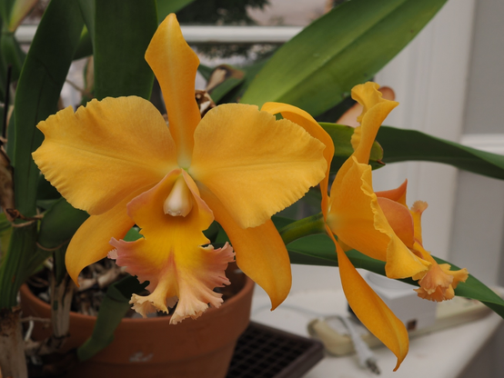 Another indoor picture of an orchid. This orchid has yellow petals.