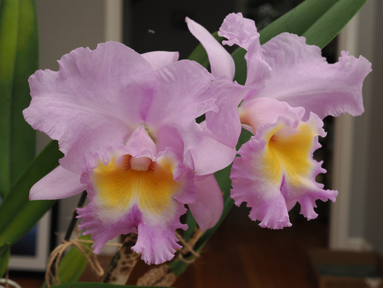 Another indoor picture of an orchid. Similar in color to the first picture - pink petals with a yellow center. You can see two flowers in bloom in the pot.