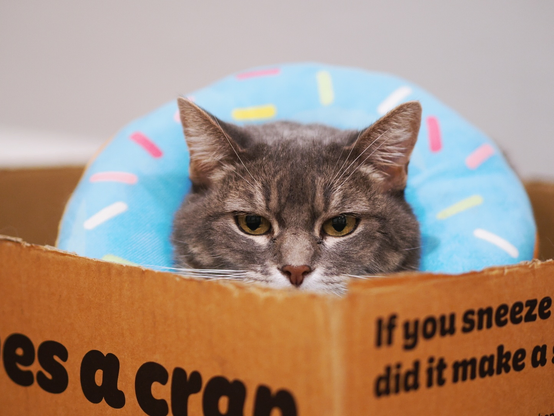 Picture of a cat, sitting in a box and staring straight at the camera. You can see the cat's face. She's an American short hair breed, with gray fur with white around the nose. She is wearing a large doughnut around her neck, which is decorated to look just like a doughnut - it is blue with 'sprinkles' decorated on it. The cat's expression is one of serious concentration and possibly disapproval of me.