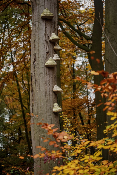 Part of a dead but still standing beech trunk. There are many white tinder fungi growing out of it. It's surrounded by other beeches and brown leaves.