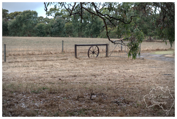 A rustic scene of a dry, golden brown paddock in Waitpinga, South Australia. The center features a wire fence and gate, which is decorated with a large, antique wooden wagon wheel leaning against the timber crossbar.

Overhanging branches with eucalyptus leaves frame the top right of the image. A line of green trees and an overcast sky are visible in the distance.