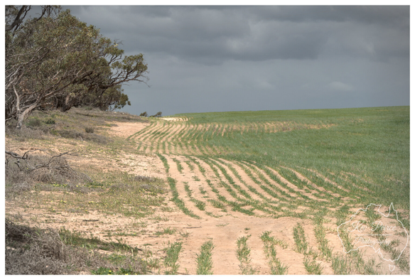 A slightly high angle view of a field under a dramatic, dark gray sky. In the foreground and middle ground, the sandy dirt shows parallel, undulating lines of young green growth, presumably a planted crop.

This pattern extends toward the horizon. To the left, a slight embankment is covered with dry brush and a line of dark leaved trees.

Signed Kev Peirce.