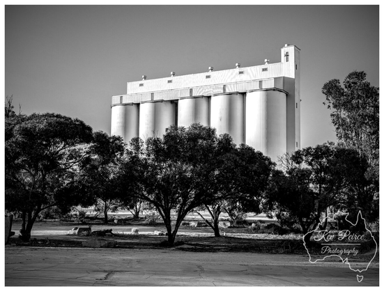 A black and white photograph of the large, bright white grain silos at Wirrulla, South Australia.

The silos stand prominently in the center background, featuring six visible vertical storage cylinders topped by a long, rectangular structure, with a small, cross-topped tower on the far right.

In the foreground, a line of dark, dense native Australian trees and scrub partially obscures the view of the base of the silos. The ground is a flat, dusty track or clearing.