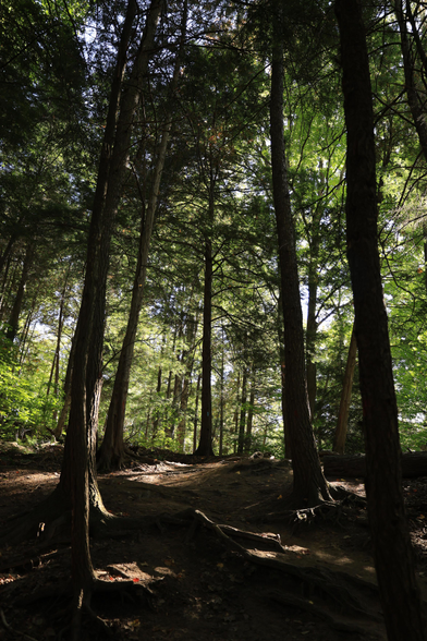 This photo was taken along a hiking trail in a mature forested area. The view is slightly uphill with tall deciduous trees on each side of the winding trail. Some sunshine is breaking through the tall canopy of leaves, which casts shadows onto the forest floor. The autumn colour change hadn't yet started when this photo was taken, so the colour green is prominent within the top third of the frame. Very little of the sky can be seen as the foliage is quite thick.