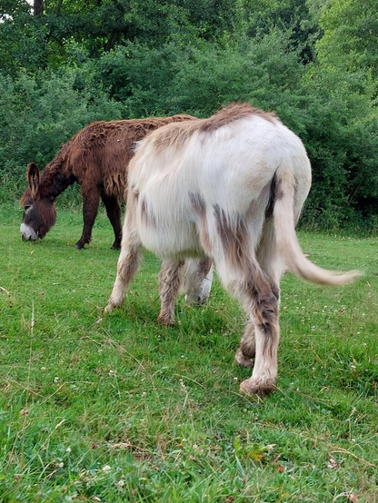 A brown donkey and a white donkey stand behind each other in such a way that they look like one single animal with six legs. This six-legged donkey is brown from its head to behind its front legs, while its back and hindquarters are white with four white legs. The strange creature stands in a green meadow, chewing delicious grasses.