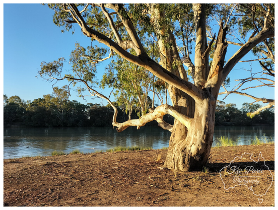 A large, mature Eucalyptus tree (river gum) with smooth, light colored bark stands on the dry, leaf littered bank of a wide, tranquil river.

The low morning sun casts a warm, golden glow on the tree trunk and branches, contrasting with the cool blue of the sky and the dark green trees on the opposite bank.

The water is calm and reflects the foliage. Signed Kev Peirce.