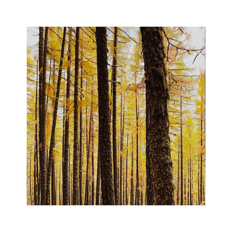 a detailed view of a forest of yellow larch trees. Center of the image are various tree trunk from near to far, from thick to thin