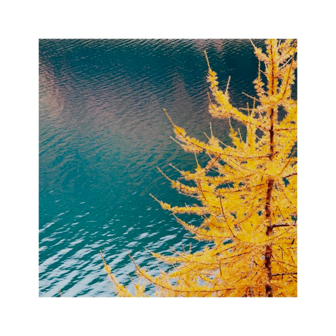 a square image of a golden larch tree. in the background there's a blue lake