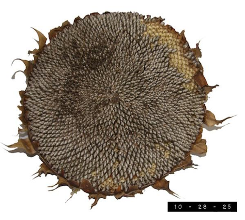 The head of a sunflower I grew this year.  I believe it sprouted from a seed I took out of a Burpee Mammoth Sunflower packet and stuck in the dirt last May.  It was the only one I planted that the chipmunks and squirrels didn't eat.  Final Stats: The head is 13 inches in diameter and the plant overall topped off at a full 14 feet - the biggest I've ever grown!  I plan on drying the head and planting some of its seeds next spring.  Can any of those babies reach 15 feet??  We shall see!    