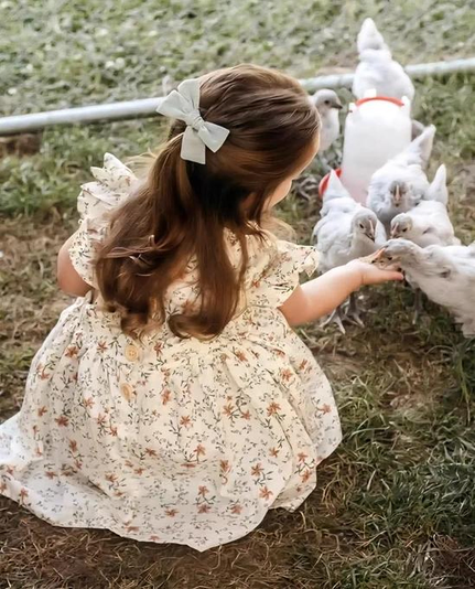 A little girl is feeding her chickens.