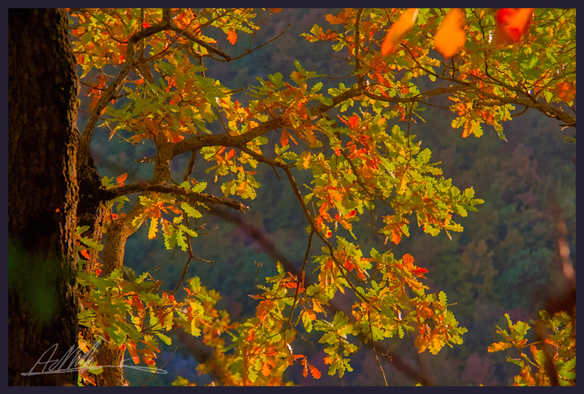 To the left of the frame a dark tree trunk, to its right its thin branches covered in autumn coloured leaves against a distant grey woodland background.
