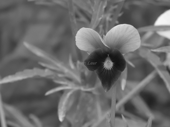 Flower, closeup, black and white, photo