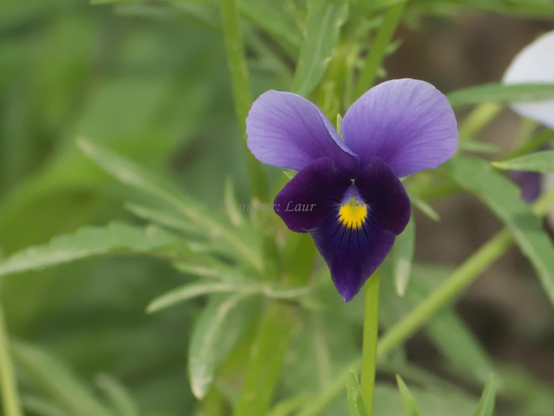 Flower, closeup, color, photo
