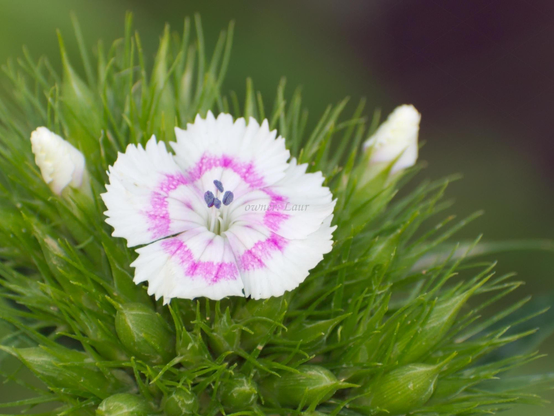 Flower, closeup, color, photo