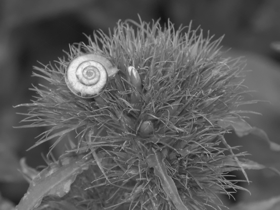 Snail, closeup, black and white, photo