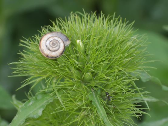 Snail, closeup, color, photo
