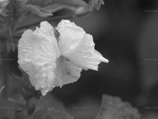 Flower, drops, closeup, black and white, photo