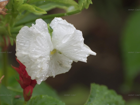 Flower, drops, closeup, color, photo