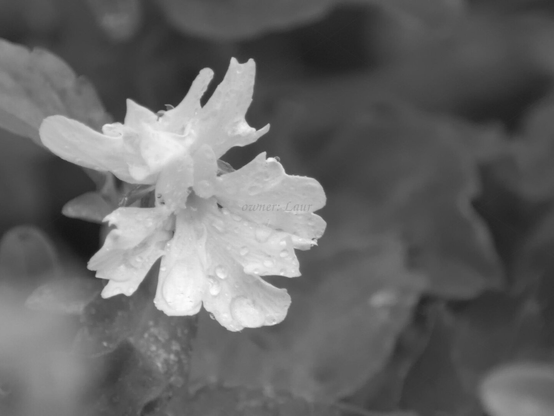 Flower, drops, closeup, black and white, photo