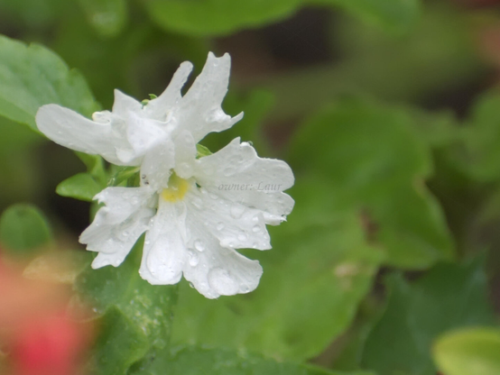 Flower, drops, closeup, color, photo