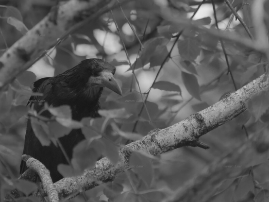 Bird, closeup, black and white, photo