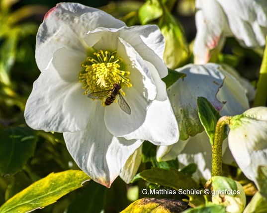 Weiße Christrosenblüte mit einem Insekt im Garten