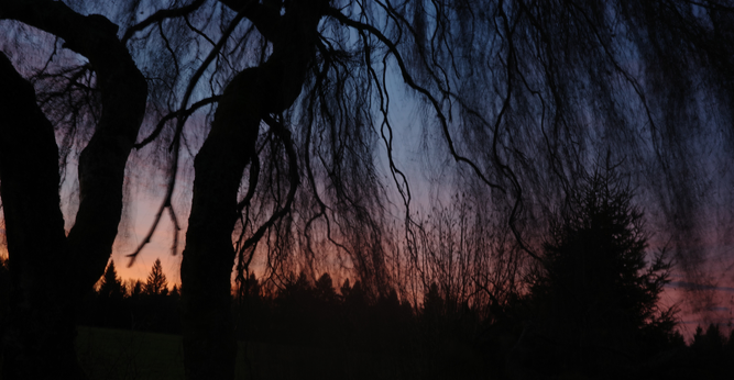 This time, the focus was on the area further to the right of the birch tree that also dominates this image, where the salmon-coloured to pink horizon predominates. Aurora's rose fingers are at work.