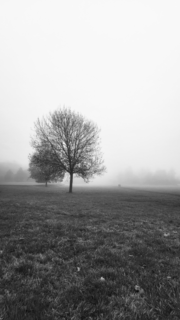 photo en noir et blanc d'une prairie dans la brume. se détachent 2 arbres et au loin la silhouette de 2 personnes