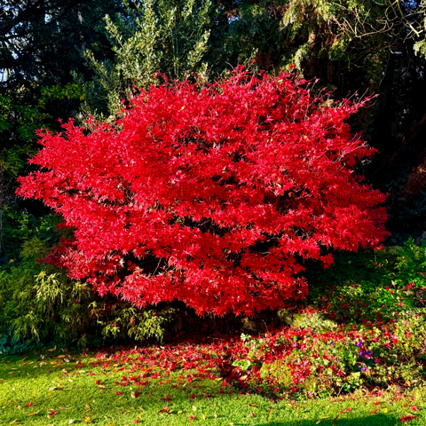 Photo of a Japanese Maple Tree. Beautiful red. 
