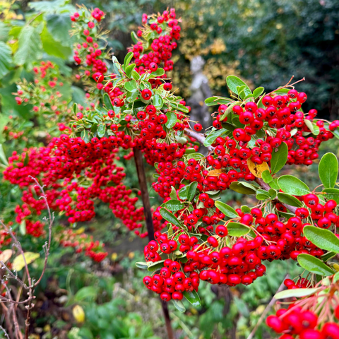 Photo of a Firethorn plant