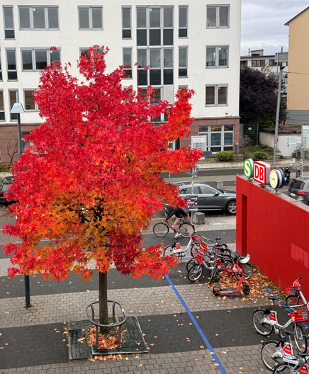 Photo of a red tree and a red wall outside a railway station