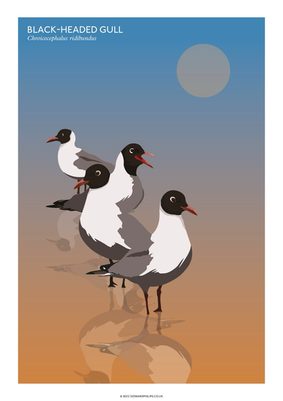 A group of four black-headed gulls on a sea shore. New poster. 