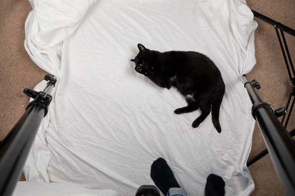 Photo looking down at a white sheet on a brown carpet. The legs of a camera tripod are just visible. As well as the feet of a light stand. My feet in black socks are also just visible. Laying, licking herself, is a black, nonchalantly helping me with the shoot.  